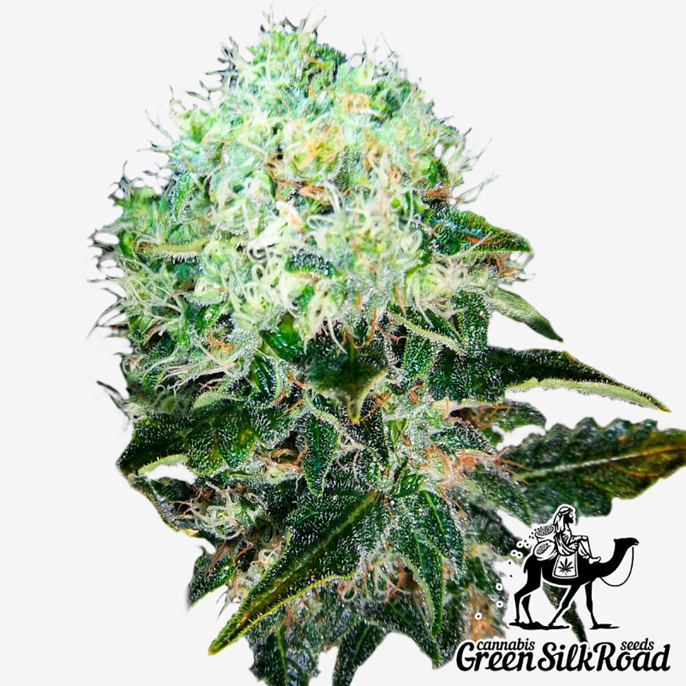 купить семена конопли для курения White Widow feminised купить семена конопли для курения White Widow feminised