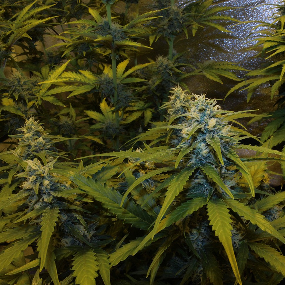 Семена  Auto White Widow feminised Victory Seeds