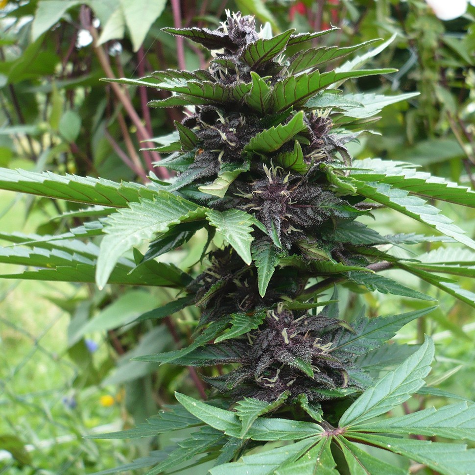 автики Auto Bloody Skunk feminised Ganja Seeds автики Auto Bloody Skunk feminised Ganja Seeds
