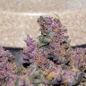 недорогие семена конопли Auto Bloody Skunk feminised Ganja Seeds недорогие семена конопли Auto Bloody Skunk feminised Ganja Seeds