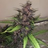 сорт каннабиса Auto Bloody Skunk feminised Ganja Seeds сорт каннабиса Auto Bloody Skunk feminised Ganja Seeds