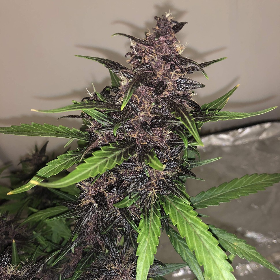 сорт каннабиса Auto Bloody Skunk feminised Ganja Seeds сорт каннабиса Auto Bloody Skunk feminised Ganja Seeds