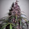 семена каннабиса недорого Auto Bloody Skunk feminised Ganja Seeds семена каннабиса недорого Auto Bloody Skunk feminised Ganja Seeds