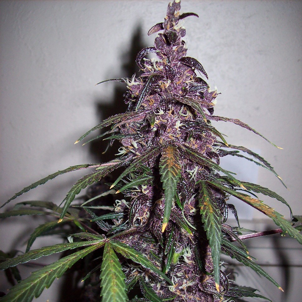 Семена Auto Bloody Skunk feminised Ganja Seeds