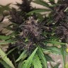фемки Auto Bloody Skunk feminised Ganja Seeds фемки Auto Bloody Skunk feminised Ganja Seeds