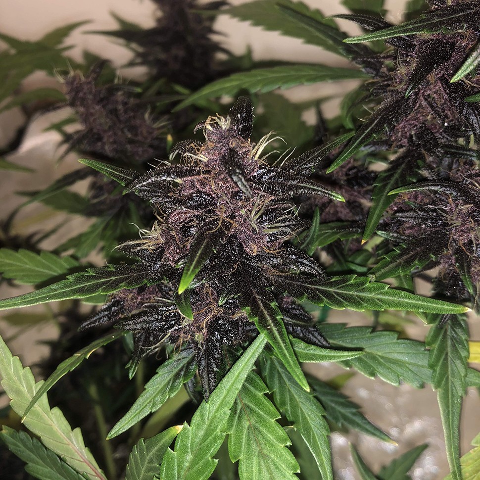 фемки Auto Bloody Skunk feminised Ganja Seeds фемки Auto Bloody Skunk feminised Ganja Seeds