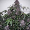 семена каннабиса Auto Bloody Skunk feminised Ganja Seeds семена каннабиса Auto Bloody Skunk feminised Ganja Seeds