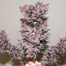 автоцветущие семена конопли Auto Bloody Skunk feminised Ganja Seeds автоцветущие семена конопли Auto Bloody Skunk feminised Ganja Seeds