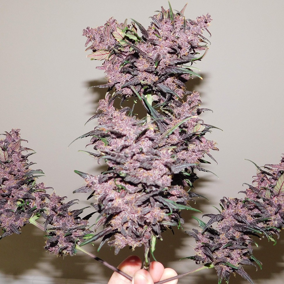 автоцветущие семена конопли Auto Bloody Skunk feminised Ganja Seeds автоцветущие семена конопли Auto Bloody Skunk feminised Ganja Seeds