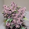 семена Auto Bloody Skunk feminised Ganja Seeds семена Auto Bloody Skunk feminised Ganja Seeds