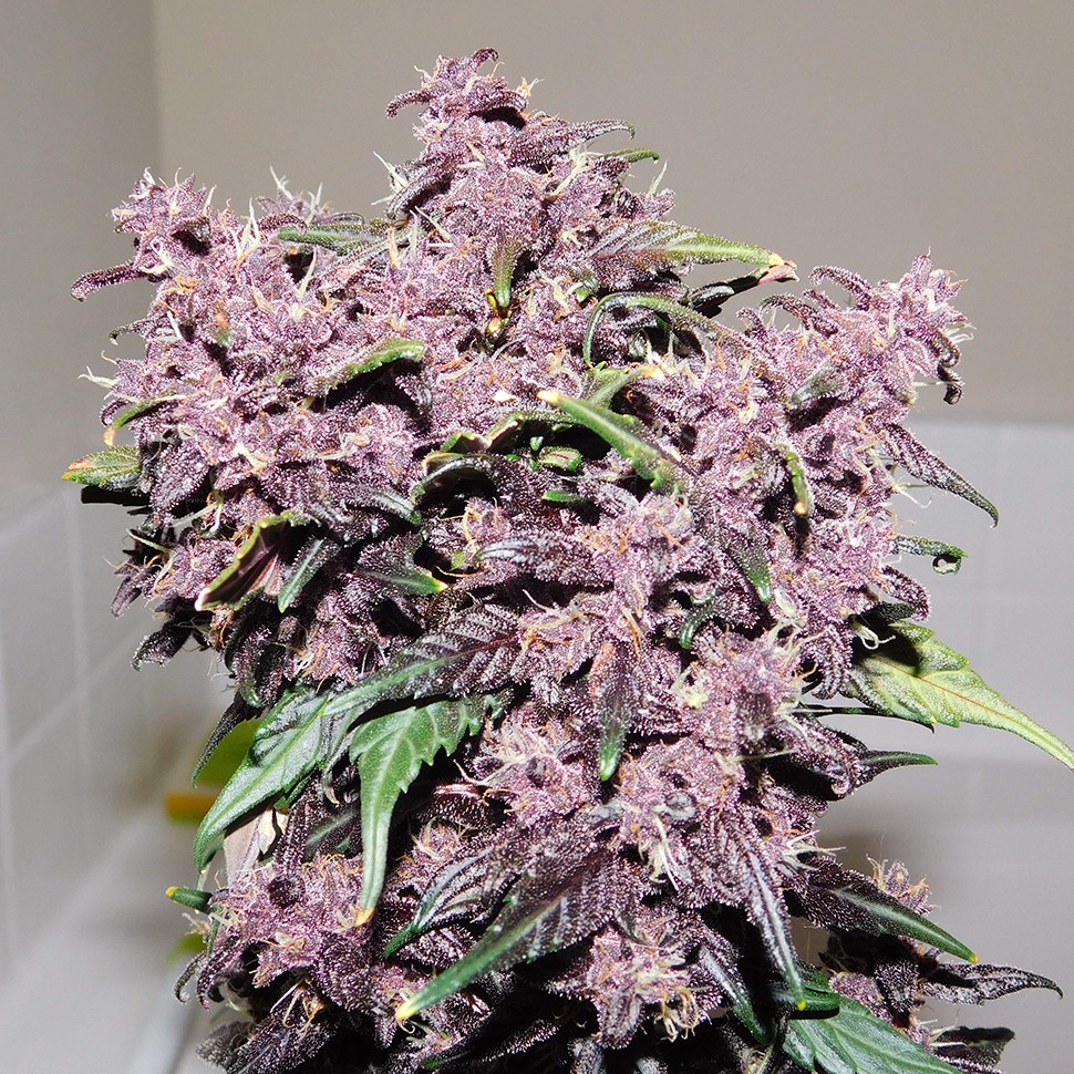 семена Auto Bloody Skunk feminised Ganja Seeds семена Auto Bloody Skunk feminised Ganja Seeds