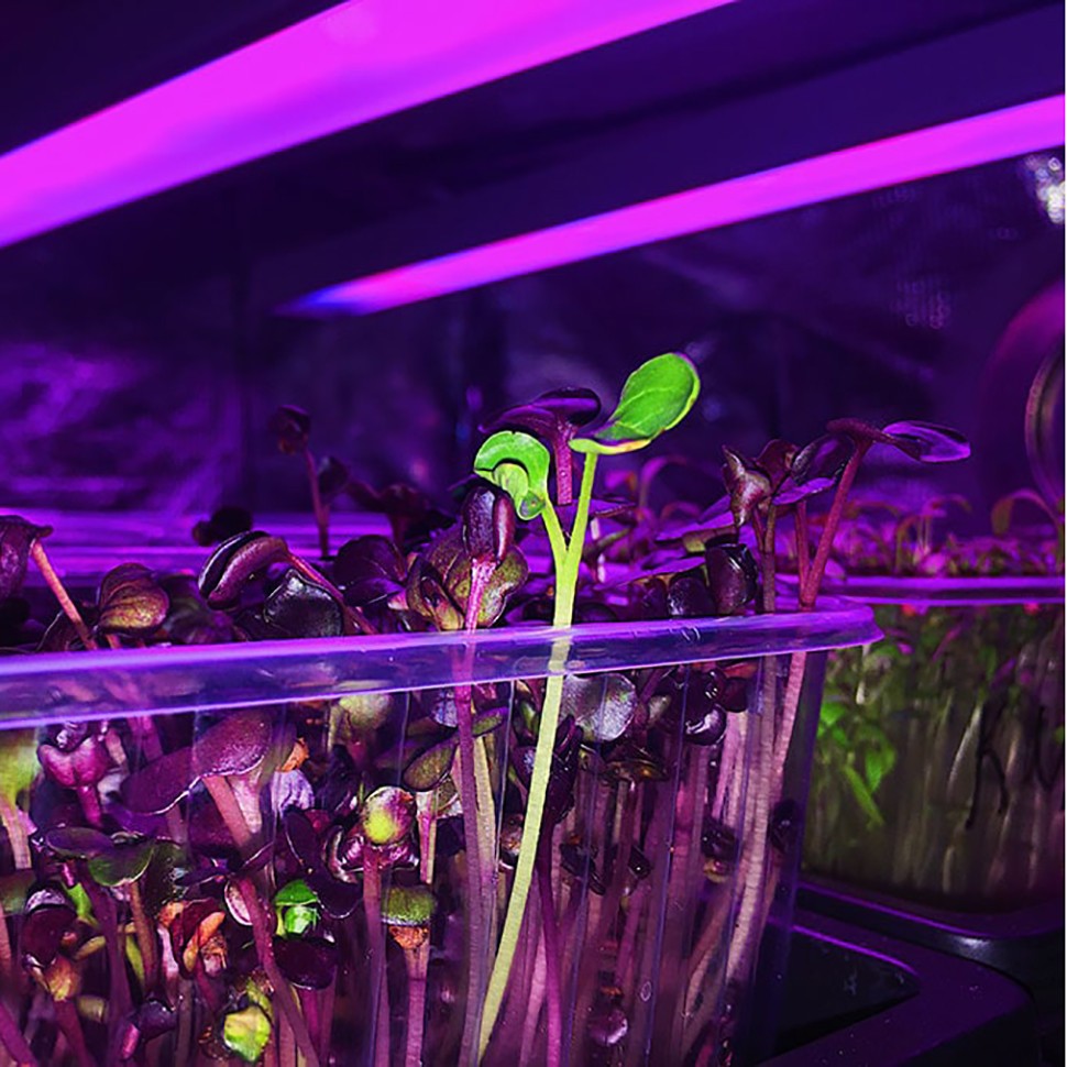 Фитосветильник Орион 44 Вт для марихуаны Фитосветильник Орион 44 Вт для марихуаны