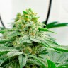 Семена конопли в Казахстане Kerosene Krash feminised Ganja Seeds Семена конопли в Казахстане Kerosene Krash feminised Ganja Seeds
