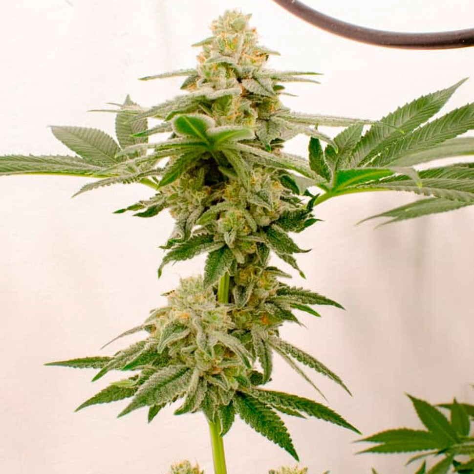 Качественные семена конопли Kerosene Krash feminised Ganja Seeds Качественные семена конопли Kerosene Krash feminised Ganja Seeds