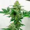 Качественные семена марихуаны Kerosene Krash feminised Ganja Seeds Качественные семена марихуаны Kerosene Krash feminised Ganja Seeds