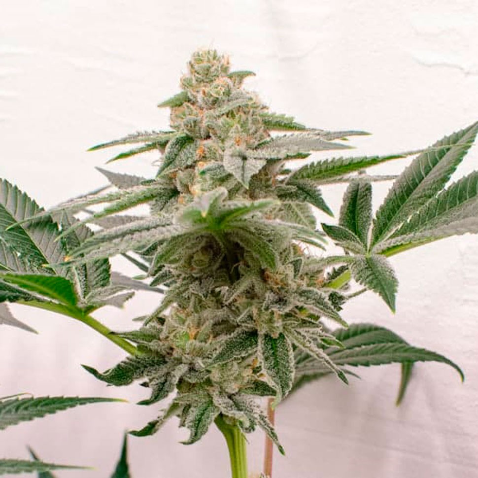 Семена марихуаны недорого Kerosene Krash feminised Ganja Seeds Семена марихуаны недорого Kerosene Krash feminised Ganja Seeds