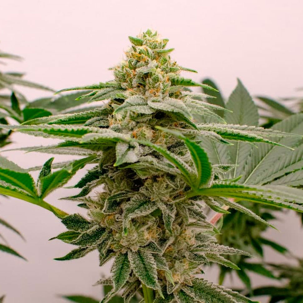 Недорогие семена конопли Kerosene Krash feminised Ganja Seeds Недорогие семена конопли Kerosene Krash feminised Ganja Seeds