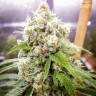 Семена Black Domina x Jack Herer feminised Ganja Seeds Семена Black Domina x Jack Herer feminised Ganja Seeds
