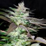Семена Black Domina x Jack Herer feminised Ganja Seeds Семена Black Domina x Jack Herer feminised Ganja Seeds