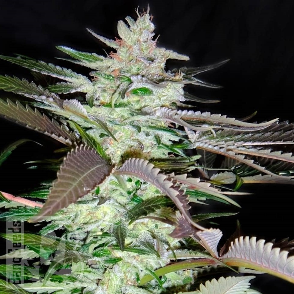 Семена Black Domina x Jack Herer feminised Ganja Seeds Семена Black Domina x Jack Herer feminised Ganja Seeds