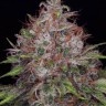 Семена Black Domina x Jack Herer feminised Ganja Seeds Семена Black Domina x Jack Herer feminised Ganja Seeds