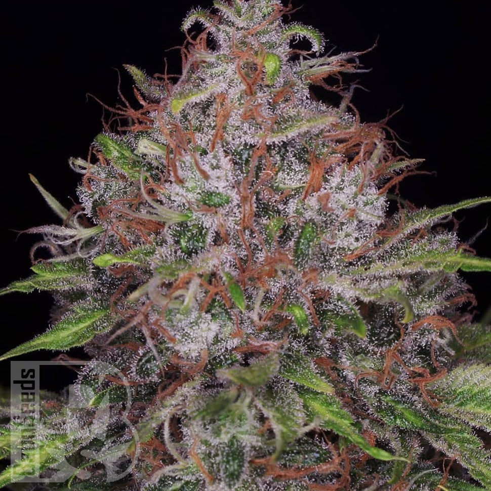 Семена Black Domina x Jack Herer feminised Ganja Seeds Семена Black Domina x Jack Herer feminised Ganja Seeds