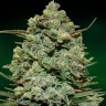 Семена Black Domina x Jack Herer feminised Ganja Seeds Семена Black Domina x Jack Herer feminised Ganja Seeds