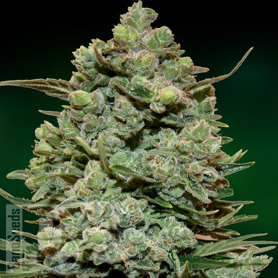 Семена Black Domina x Jack Herer feminised Ganja Seeds Семена Black Domina x Jack Herer feminised Ganja Seeds