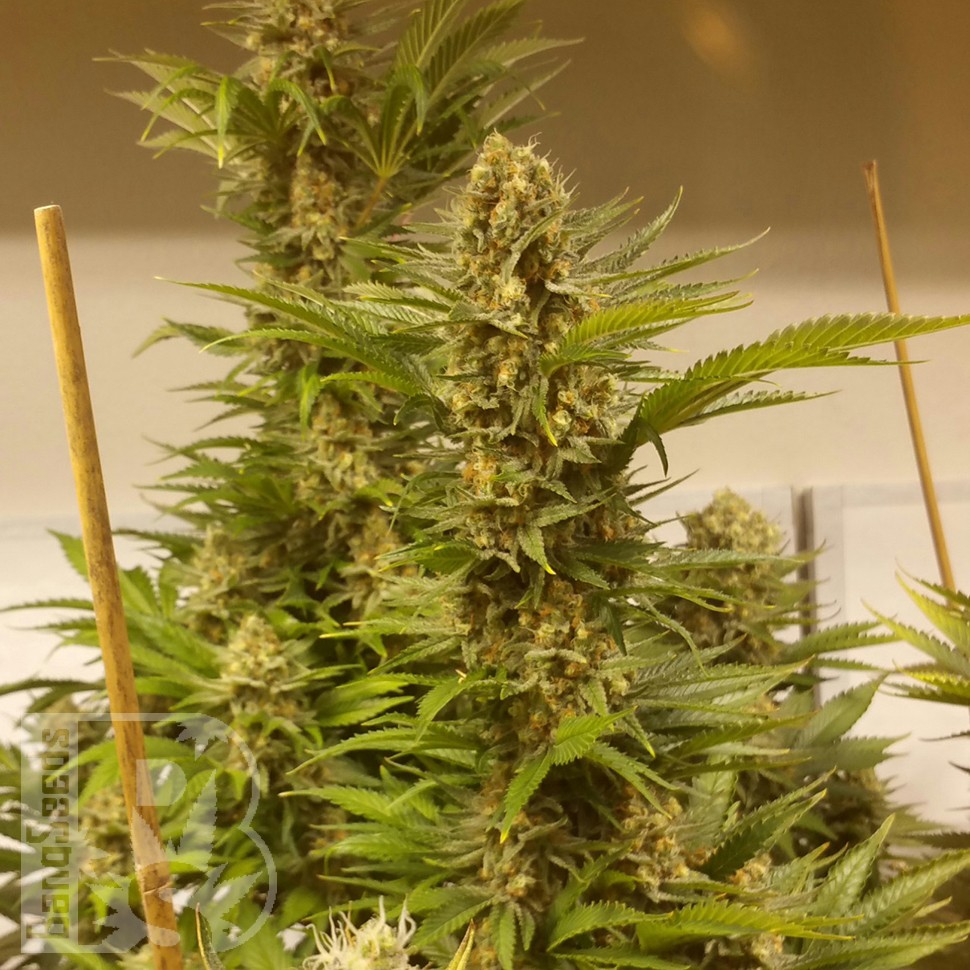 Семена White Widow x Black Domina feminised Ganja Seeds