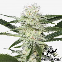 Auto Amnesia feminised Green Silk Road Seeds