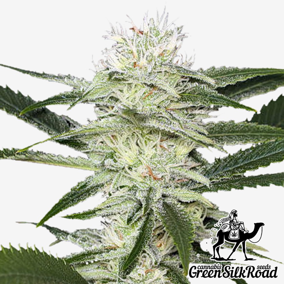 Семена конопли  Auto Amnesia feminised Green Silk Road Seeds