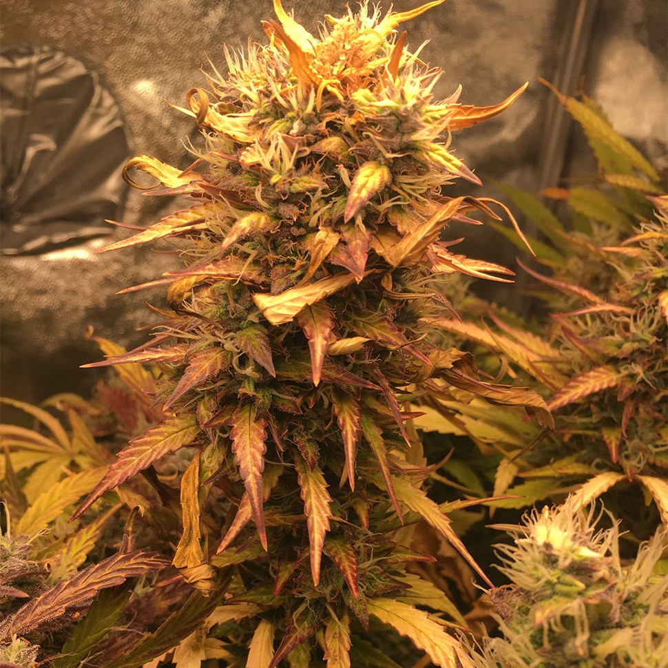 Семена ганжа Auto Brooklyn Sunrise feminised Ganja Seeds