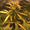семена конопли Auto Brooklyn Sunrise feminised Ganja Seeds семена конопли Auto Brooklyn Sunrise feminised Ganja Seeds