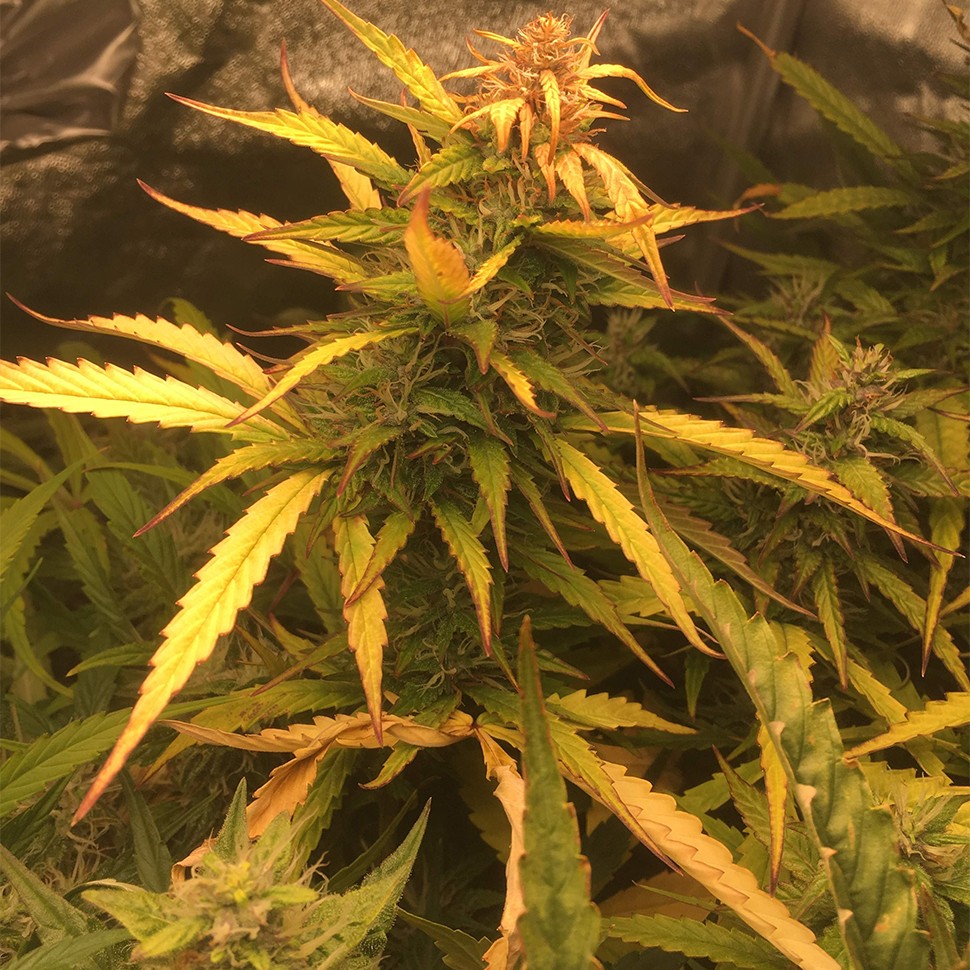 семена конопли Auto Brooklyn Sunrise feminised Ganja Seeds семена конопли Auto Brooklyn Sunrise feminised Ganja Seeds