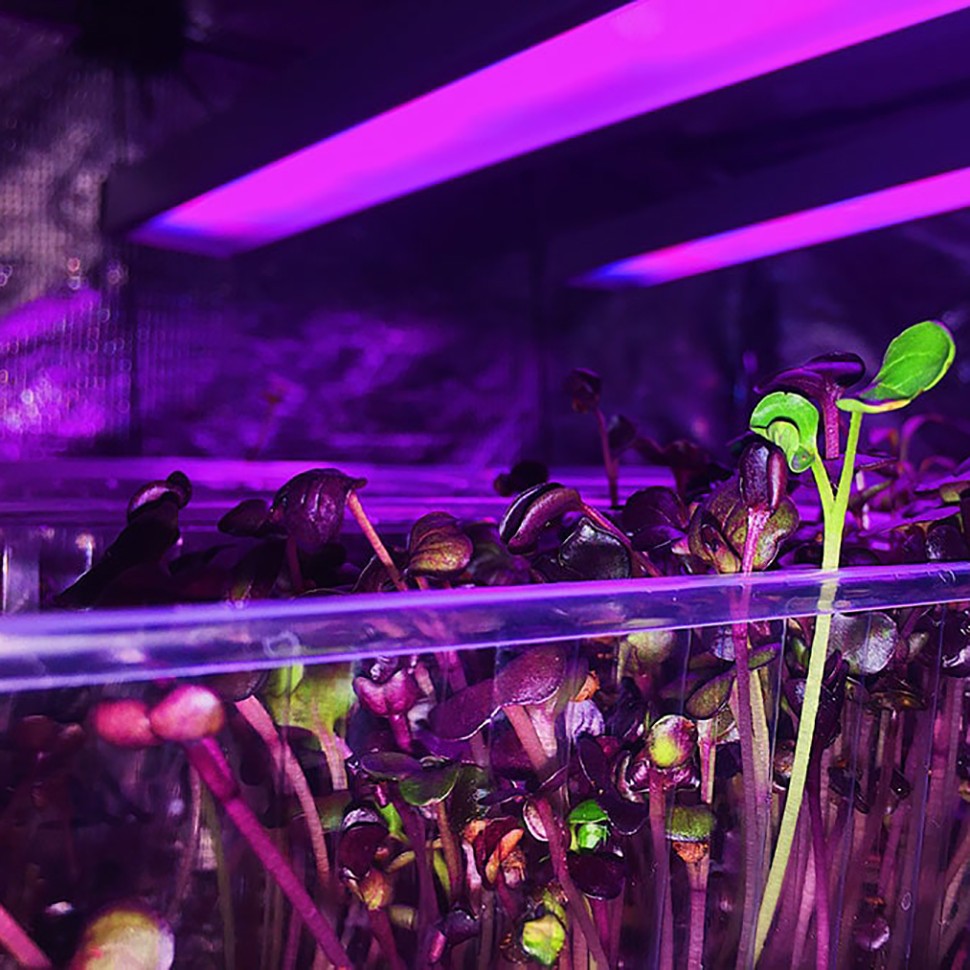 Фитосветильник Орион 44 Вт с подставкой в интернет магазине Фитосветильник Орион 44 Вт с подставкой в интернет магазине