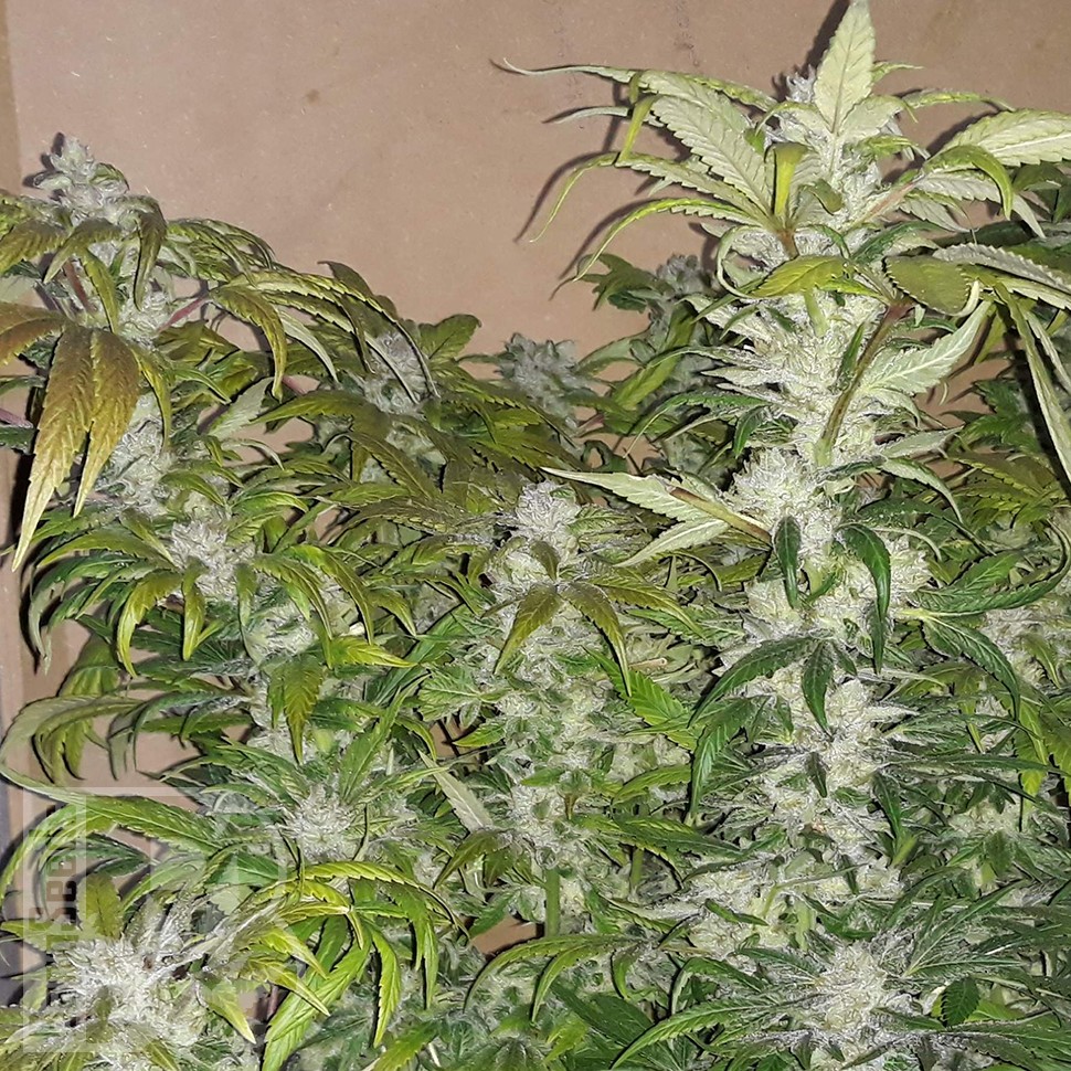 заказать семена конопли Blue Queen feminised заказать семена конопли Blue Queen feminised