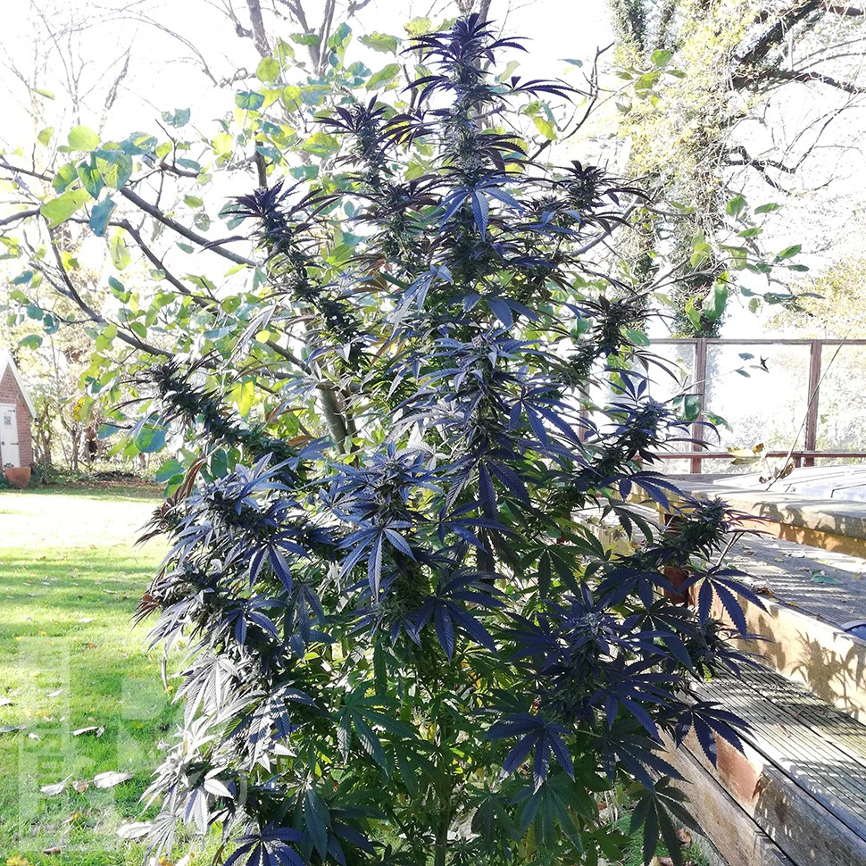 заказ семян конопли Blue Queen feminised заказ семян конопли Blue Queen feminised