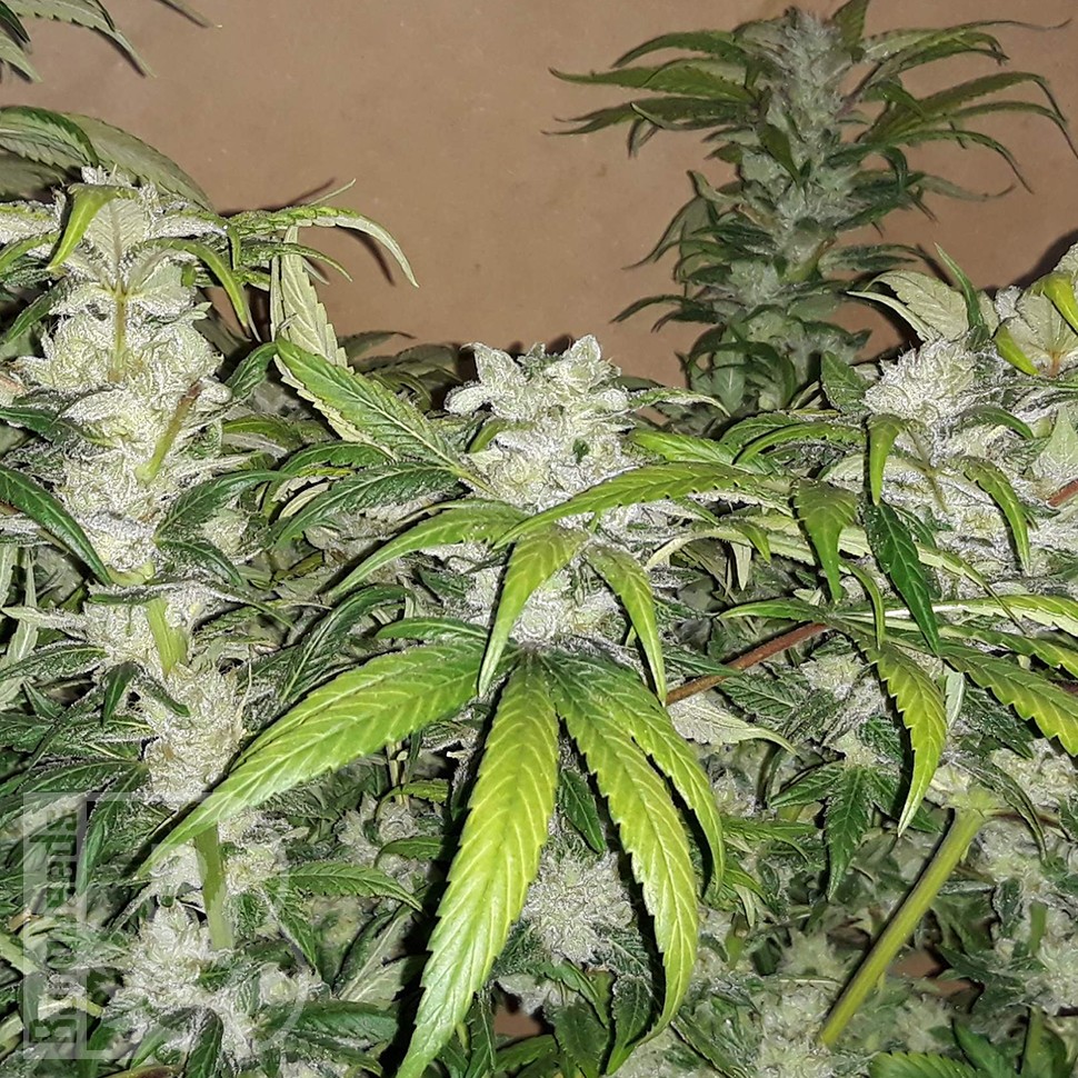 заказать семена конопли почтой Blue Queen feminised заказать семена конопли почтой Blue Queen feminised