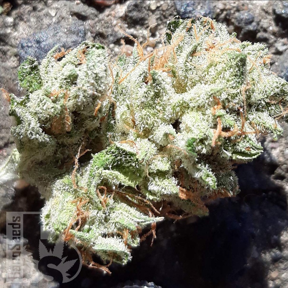 где можно заказать семена конопли Blue Queen feminised где можно заказать семена конопли Blue Queen feminised