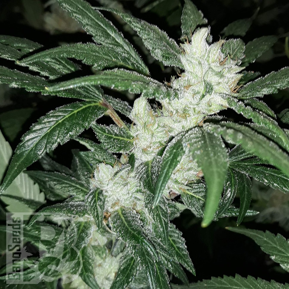 заказать на сайте семена конопли Blue Queen feminised заказать на сайте семена конопли Blue Queen feminised