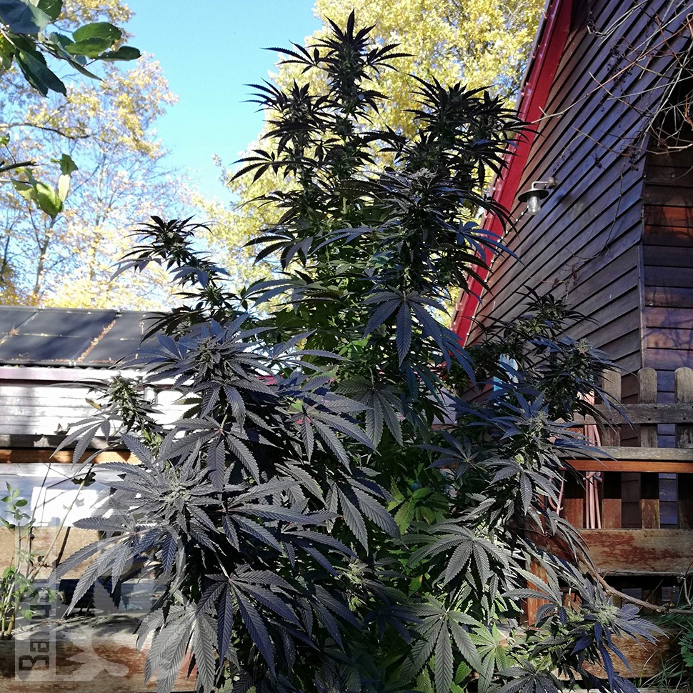 заказать семена конопли наложенным платежом Blue Queen feminised заказать семена конопли наложенным платежом Blue Queen feminised