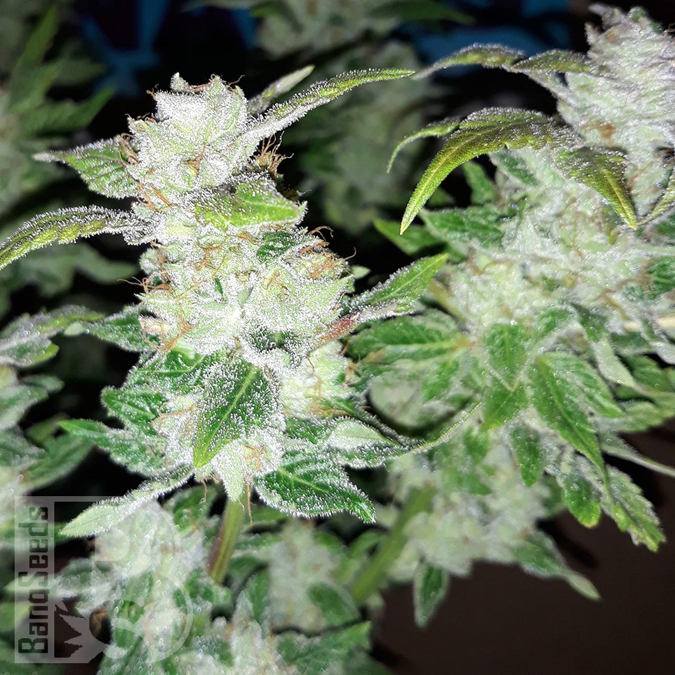 Семена марихуаны Blue Queen feminised Ganja Seeds