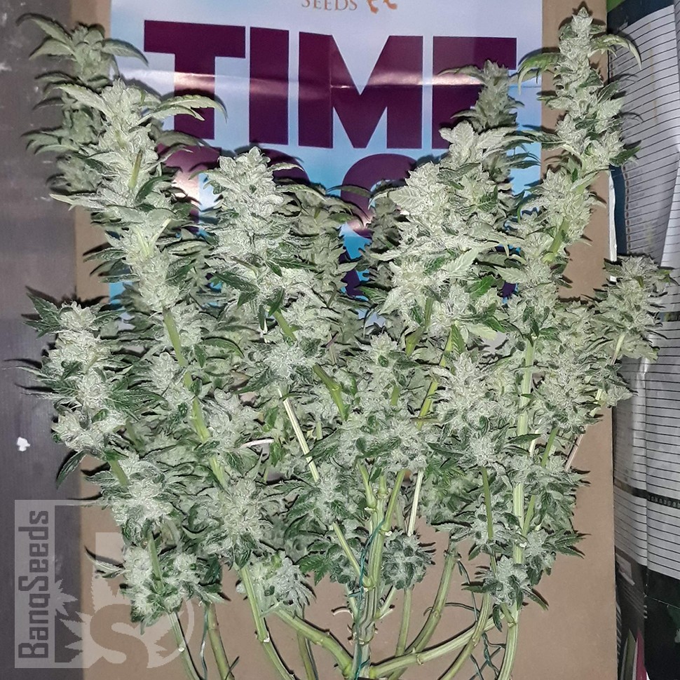 заказать семена конопли Украина Blue Queen feminised заказать семена конопли Украина Blue Queen feminised