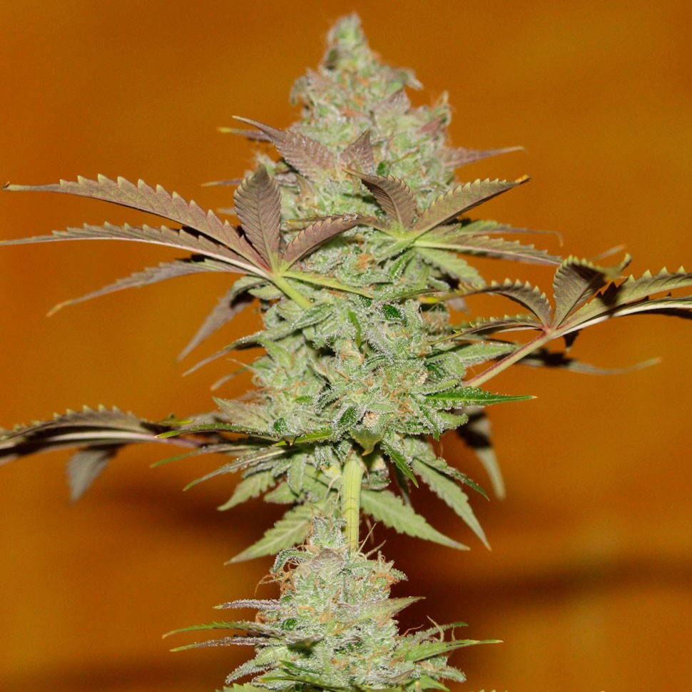 купить семена конопли интернет магазин Bubble Gum regular купить семена конопли интернет магазин Bubble Gum regular