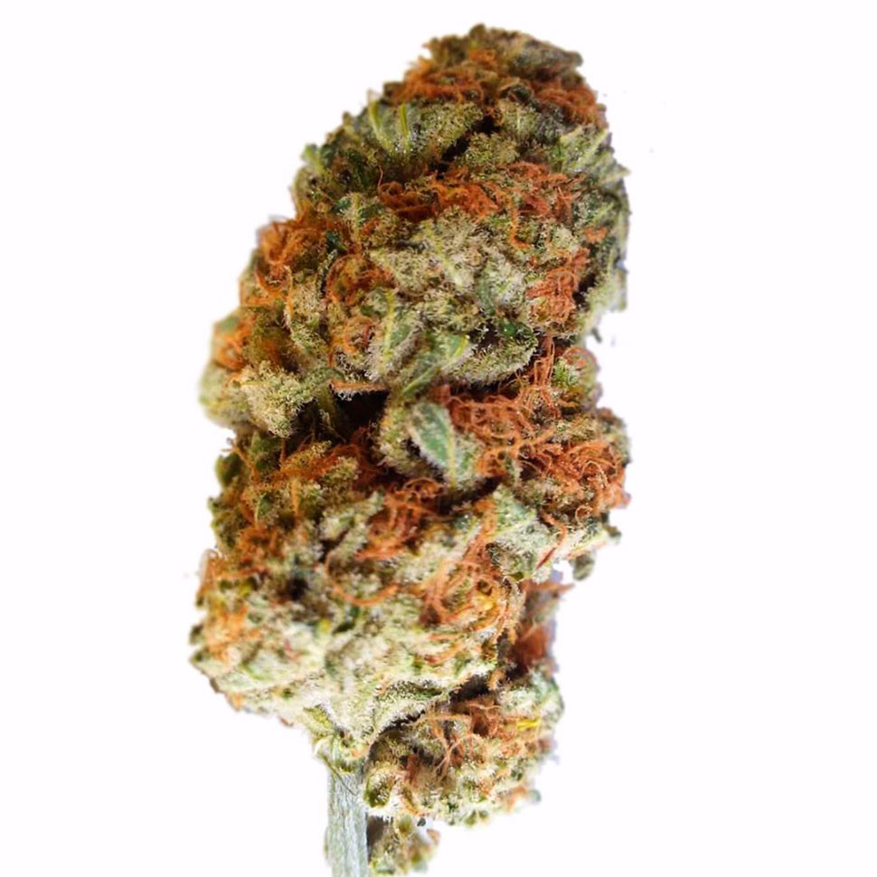 купить семена конопли марихуаны Bubble Gum regular купить семена конопли марихуаны Bubble Gum regular