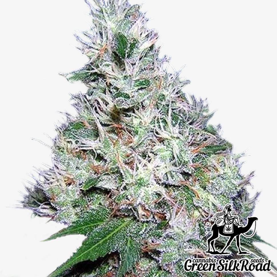 Семена марихуаны  Auto Bubble Gum feminised Green Silk Road Seeds