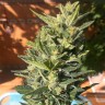 Auto Colorado Cookies feminised Ganja Seeds Auto Colorado Cookies feminised Ganja Seeds