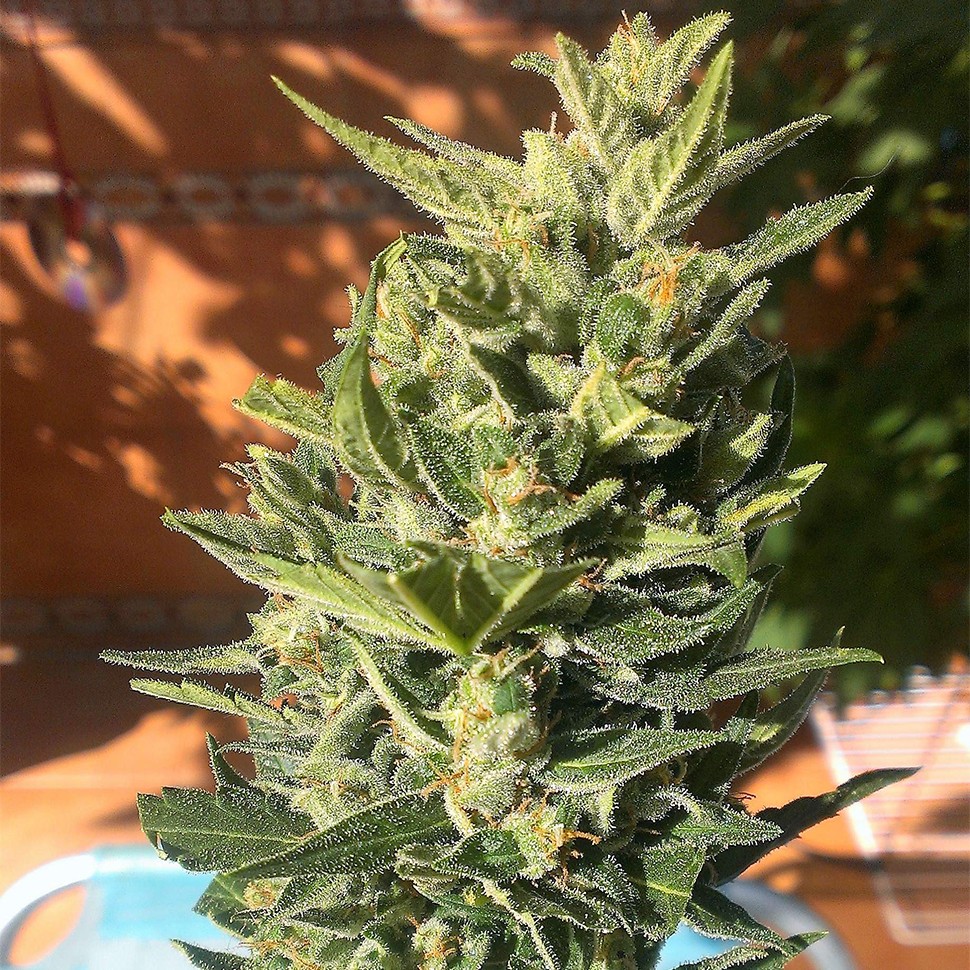 Семена конопли Auto Colorado Cookies feminised Ganja Seeds