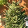 купить семена конопли Auto Colorado Cookies feminised Ganja Seeds купить семена конопли Auto Colorado Cookies feminised Ganja Seeds