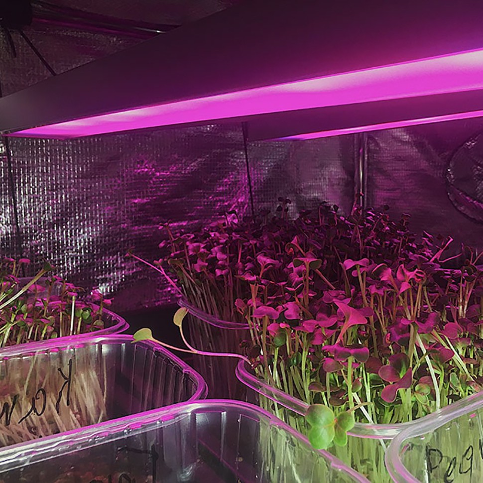 Фитосветильник Орион 66 Вт с подставкой заказать онлайн Фитосветильник Орион 66 Вт с подставкой заказать онлайн